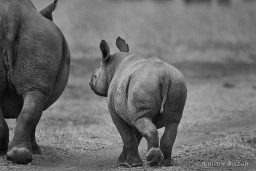 Ol-Pejeta-0152_1.jpg