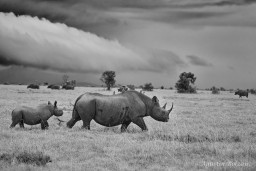 Ol-Pejeta-0210.jpg