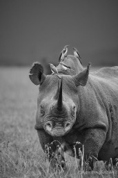 Ol-Pejeta-0270.jpg