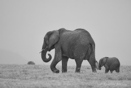 Ol-Pejeta-0530_2.jpg