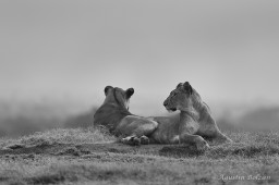 Ol-Pejeta-0932_4.jpg