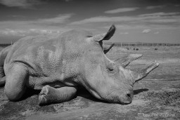 Ol-Pejeta-1219.jpg