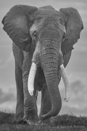 Ol-Pejeta-2116.jpg