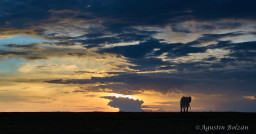 Ol-Pejeta-2380.jpg