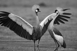 Ol-Pejeta-2883.jpg