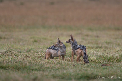Ol-Pejeta-0074.jpg Ol-Pejeta-0074.jpg