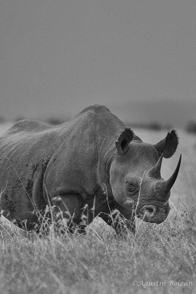 Ol-Pejeta-0243.jpg Ol-Pejeta-0243.jpg