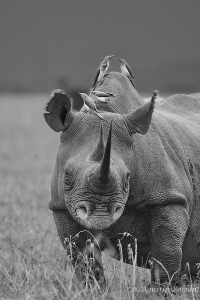 Ol-Pejeta-0271_2.jpg Ol-Pejeta-0271_2.jpg