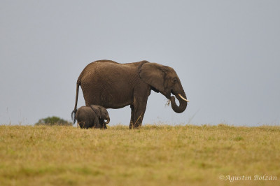 Ol-Pejeta-0463.jpg Ol-Pejeta-0463.jpg