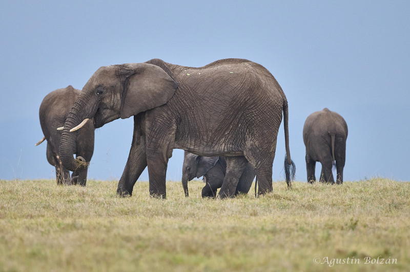 Ol-Pejeta-0506.jpg Ol-Pejeta-0506.jpg