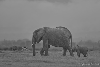 Ol-Pejeta-0570.jpg Ol-Pejeta-0570.jpg