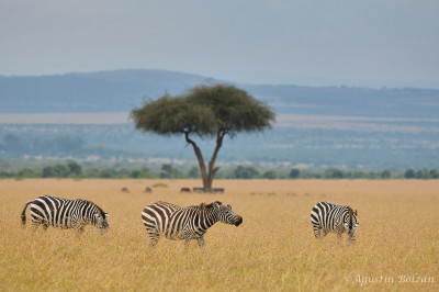 Ol-Pejeta-0607.jpg Ol-Pejeta-0607.jpg