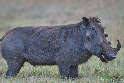 Ol-Pejeta-0668.jpg Ol-Pejeta-0668.jpg