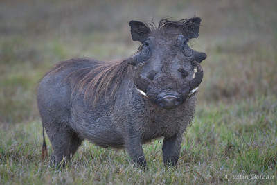 Ol-Pejeta-0673_1.jpg Ol-Pejeta-0673_1.jpg