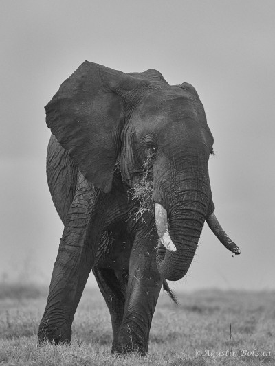 Ol-Pejeta-0755_1.jpg Ol-Pejeta-0755_1.jpg