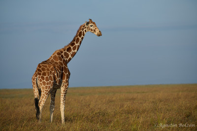 Ol-Pejeta-0867.jpg Ol-Pejeta-0867.jpg