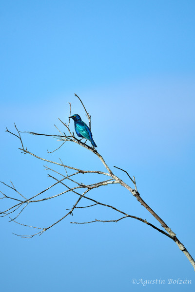 Ol-Pejeta-0913.jpg Ol-Pejeta-0913.jpg