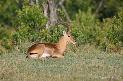 Ol-Pejeta-0923.jpg Ol-Pejeta-0923.jpg