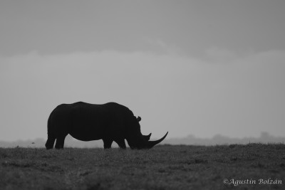 Ol-Pejeta-0930.jpg Ol-Pejeta-0930.jpg