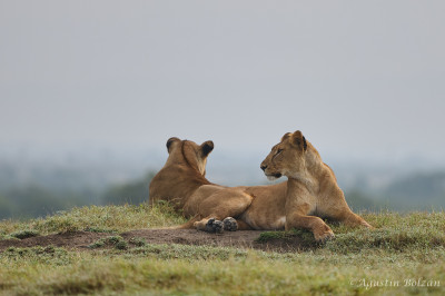 Ol-Pejeta-0932.jpg Ol-Pejeta-0932.jpg