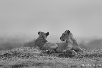 Ol-Pejeta-0932_1.jpg Ol-Pejeta-0932_1.jpg