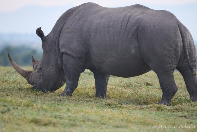 Ol-Pejeta-0947.jpg Ol-Pejeta-0947.jpg