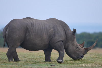 Ol-Pejeta-0981.jpg Ol-Pejeta-0981.jpg