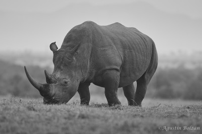 Ol-Pejeta-0989.jpg Ol-Pejeta-0989.jpg