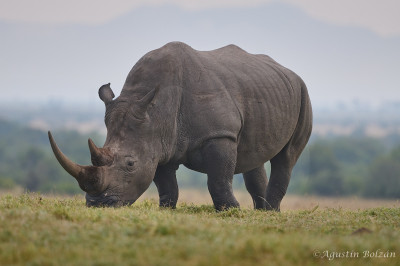 Ol-Pejeta-0989_1.jpg Ol-Pejeta-0989_1.jpg