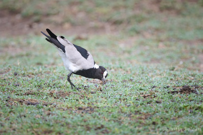 Ol-Pejeta-1003.jpg Ol-Pejeta-1003.jpg