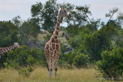 Ol-Pejeta-1032.jpg Ol-Pejeta-1032.jpg