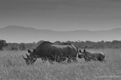 Ol-Pejeta-1039_1.jpg Ol-Pejeta-1039_1.jpg