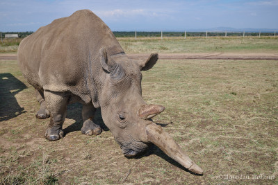 Ol-Pejeta-1177.jpg Ol-Pejeta-1177.jpg