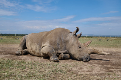 Ol-Pejeta-1200.jpg Ol-Pejeta-1200.jpg