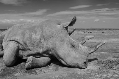 Ol-Pejeta-1219_1.jpg Ol-Pejeta-1219_1.jpg