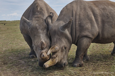 Encuentro entre norte y sur Ol-Pejeta-1271.jpg