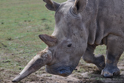 Ol-Pejeta-1311.jpg Ol-Pejeta-1311.jpg