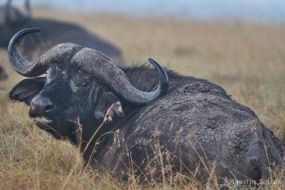 Ol-Pejeta-1367_1.jpg Ol-Pejeta-1367_1.jpg