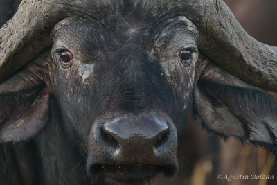 Ol-Pejeta-1375.jpg Ol-Pejeta-1375.jpg