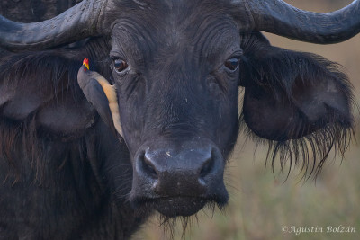 Ol-Pejeta-1377_1.jpg Ol-Pejeta-1377_1.jpg