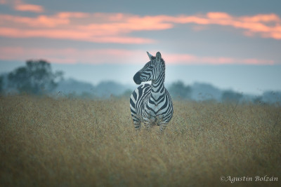 Ol-Pejeta-1387.jpg Ol-Pejeta-1387.jpg