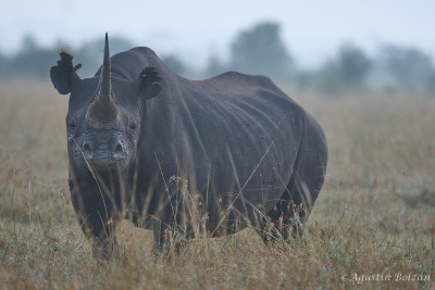 Ol-Pejeta-1398.jpg Ol-Pejeta-1398.jpg