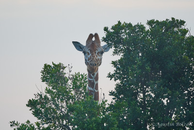 Ol-Pejeta-1399.jpg Ol-Pejeta-1399.jpg