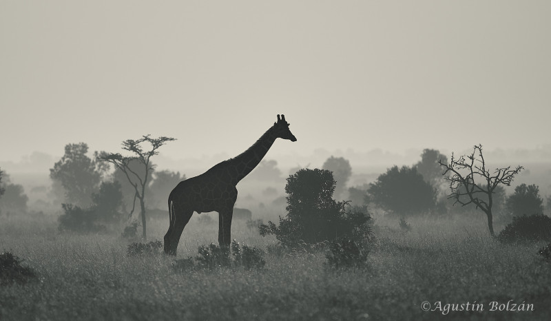 Ol-Pejeta-1433.jpg Ol-Pejeta-1433.jpg