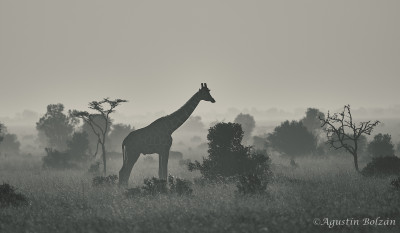 Ol-Pejeta-1433_1.jpg Ol-Pejeta-1433_1.jpg