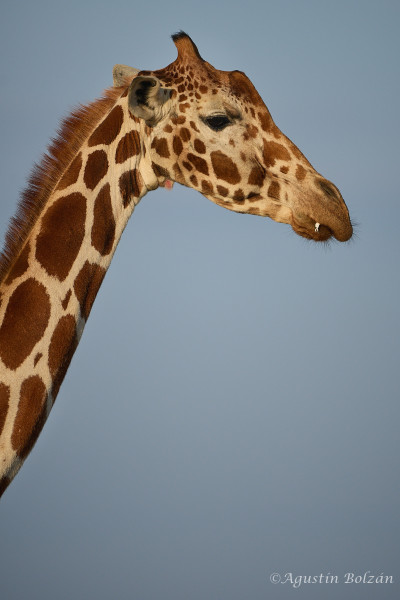 Ol-Pejeta-1439.jpg Ol-Pejeta-1439.jpg