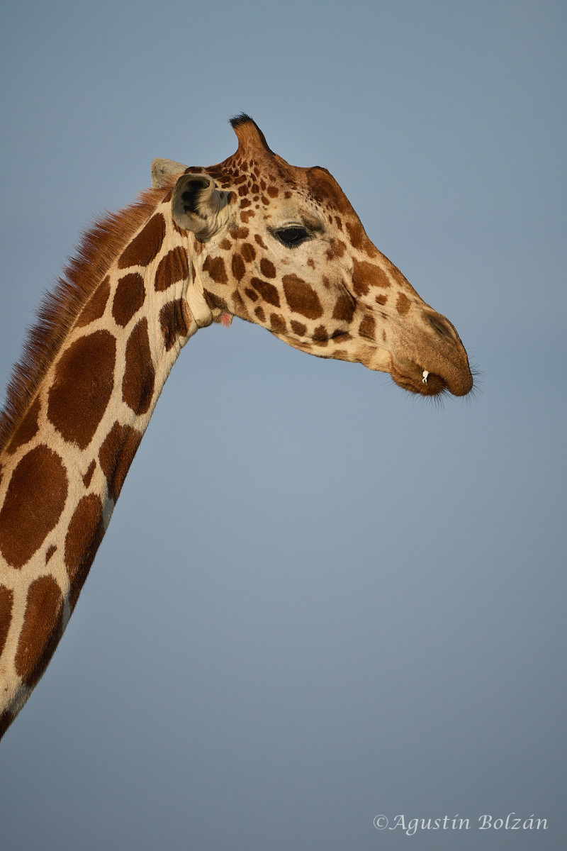 Ol-Pejeta-1439_1.jpg Ol-Pejeta-1439_1.jpg