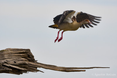 Ol-Pejeta-1520_1.jpg Ol-Pejeta-1520_1.jpg