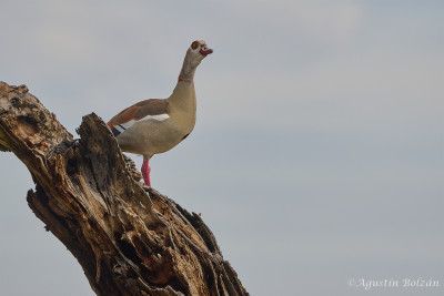 Ol-Pejeta-1528.jpg Ol-Pejeta-1528.jpg