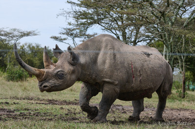 Ol-Pejeta-1578.jpg Ol-Pejeta-1578.jpg